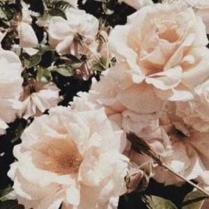 Meet your Posher, Ava